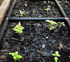 Garden In Minutes raised garden bed with Garden Grid Watering system