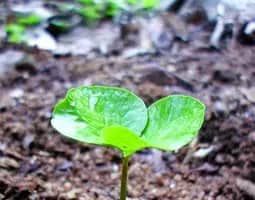 A Guide To Self-Watering Raised Garden Bed kits