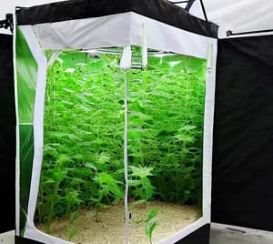 Grow Tent