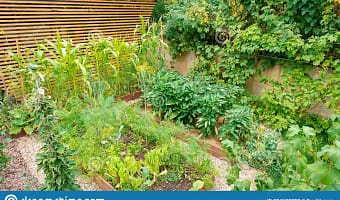 5 Popular Herbs That You Can Grow In A Raised Garden bed or Planter40 x 13 Inch Outdoor Elevated Garden Plant Flower Bed