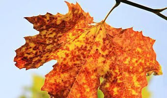 Preparing Your Garden Planter for Autumn