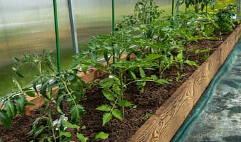 MCombo Wooden Greenhouse Cold Frame Bed