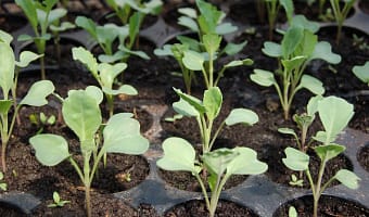Chonsun Raised Garden Bed