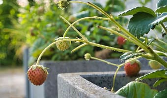 Raised Planter Box
