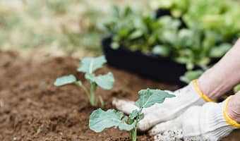 Introducing HEGEMONE Co. Tiered Raised Elevated Garden Bed Planter Box